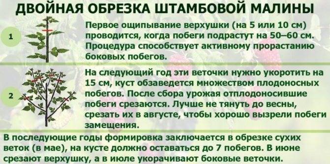 Как правильно обрезать малину – особенности обрезки осенью, весной и летом