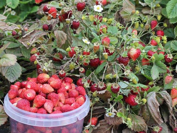 Клубника: выращивание, посадка и уход