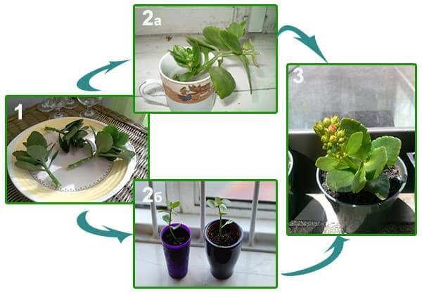 Каланхоэ (Kalanchoe) – уход, фото, виды