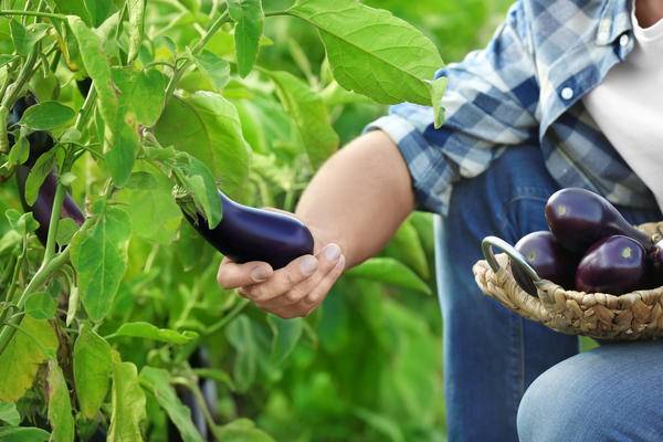 Как вырастить вкусные баклажаны – чем подкормить, чтобы увеличить урожайность в разы?