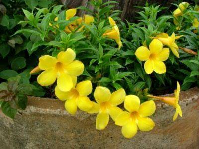 Алламанда (Allamanda) – уход, фото, виды