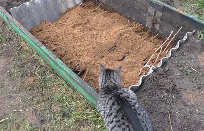 Как сохранить черенки винограда до весны?