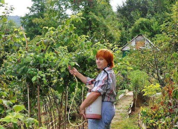 Малина: болезни и вредители и борьба с ними