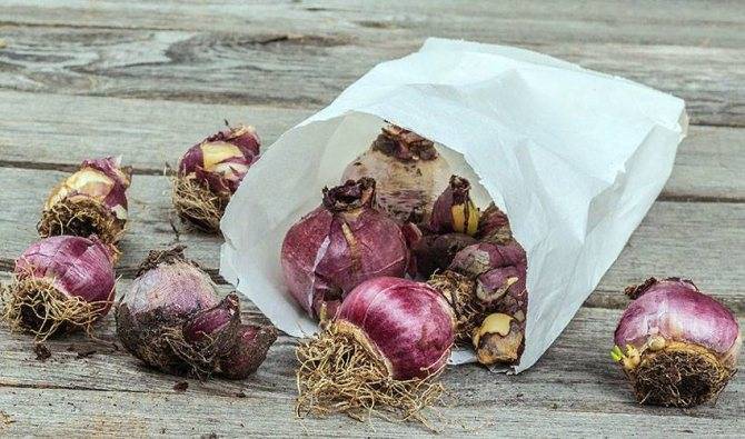 Как хранить луковицы гиацинтов: методы, советы