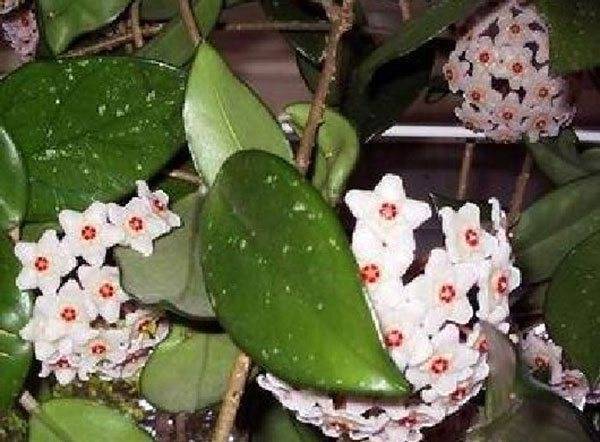 Комнатный плющ: фото с описанием, виды, особенности ухода и секреты выращивания
