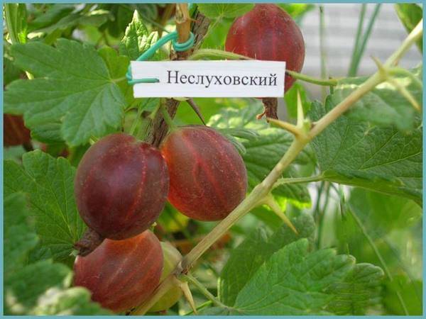 Крыжовник: посадка и уход в открытом грунте, болезни и вредители, подготовка к зиме, секреты выращивания