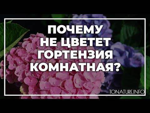 Выращивание гортензии в горшке в домашних условиях. Как создать условия для цветения гортензии?