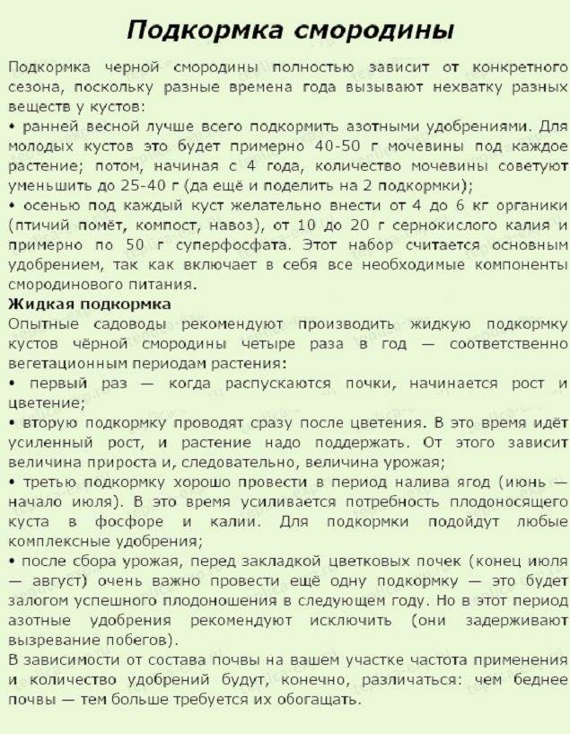 Подкормка смородины весной и осенью: чем подкормить кусты смородины