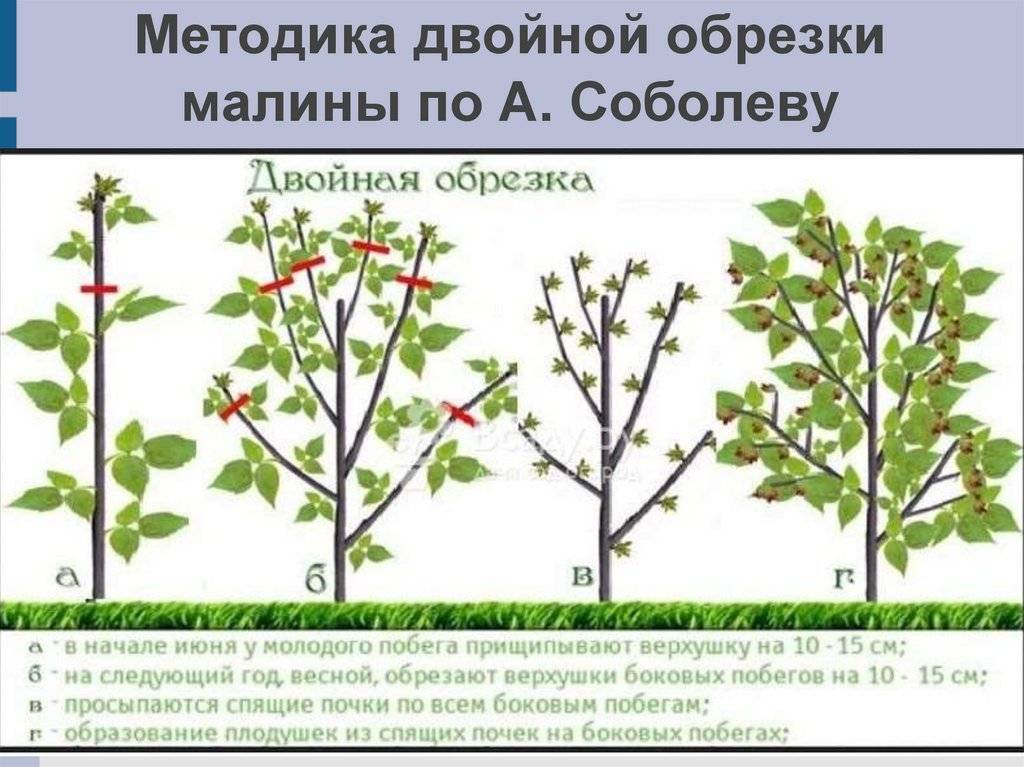 Обрезка садовой ежевики весной и формировка бесшипного куста для начинающих