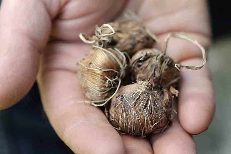 Монтбреция: посадка и уход в открытом грунте, описание с фото, размножение, особенности выращивания и правила ухода