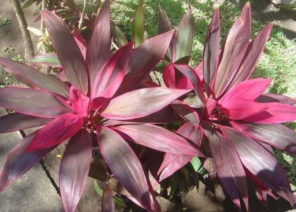 Кордилина (Cordyline) – уход, фото, виды