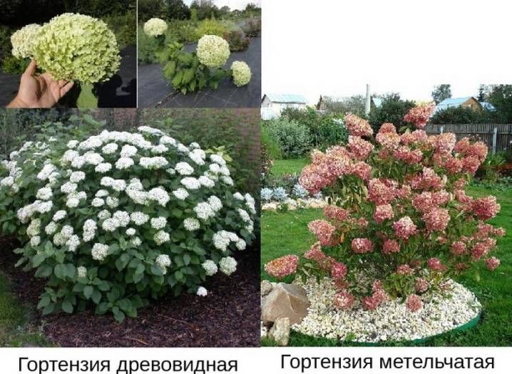 Фото гортензии