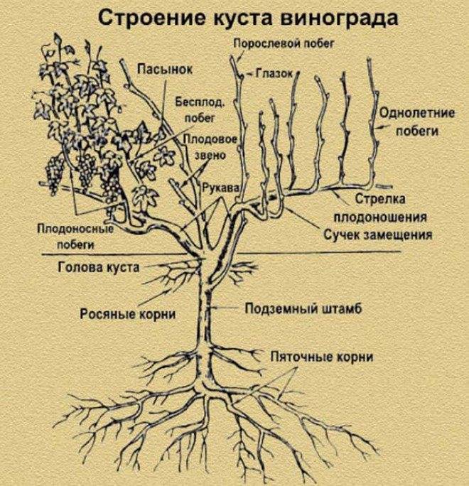 Как обрезать виноград – инструкция для начинающих и тех, кто делает это впервые