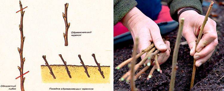 Размножение красной смородины черенками осенью