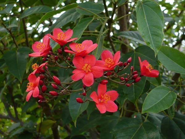 Ятрофа (Jatropha) – уход, фото, виды