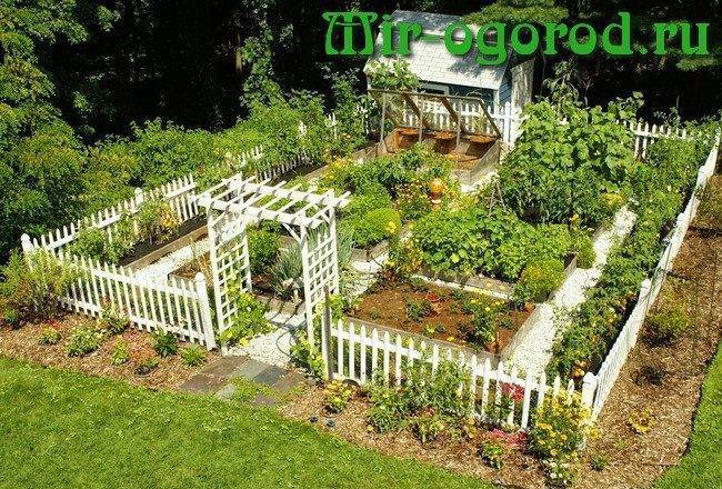 Огородные растения