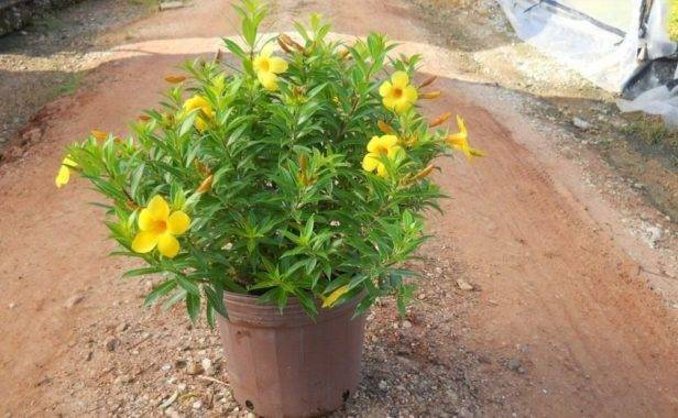 Алламанда (Allamanda) – уход, фото, виды