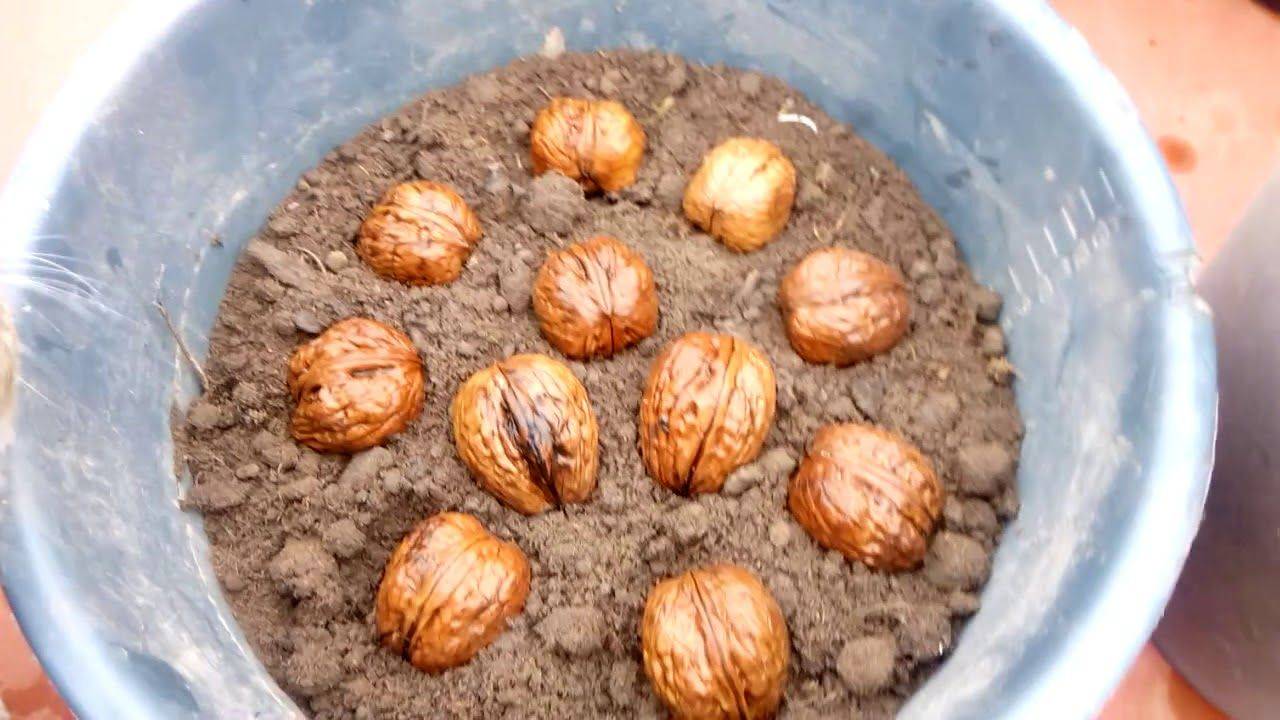Грецкий орех – посадка и выращивание, зимостойкие сорта, размножение