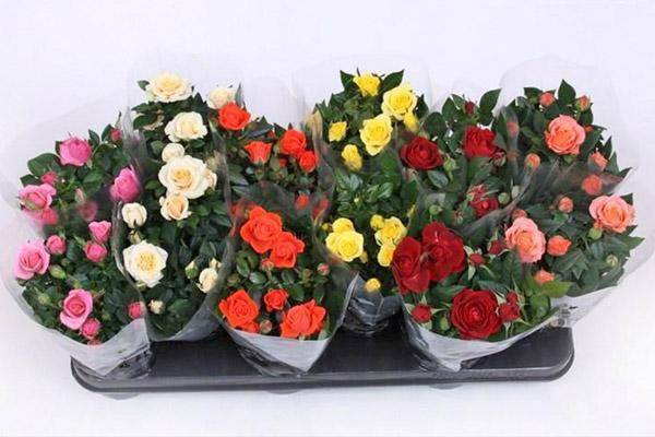 Роза Кордана Микс: как ухаживать после покупки, особенности полива, фото