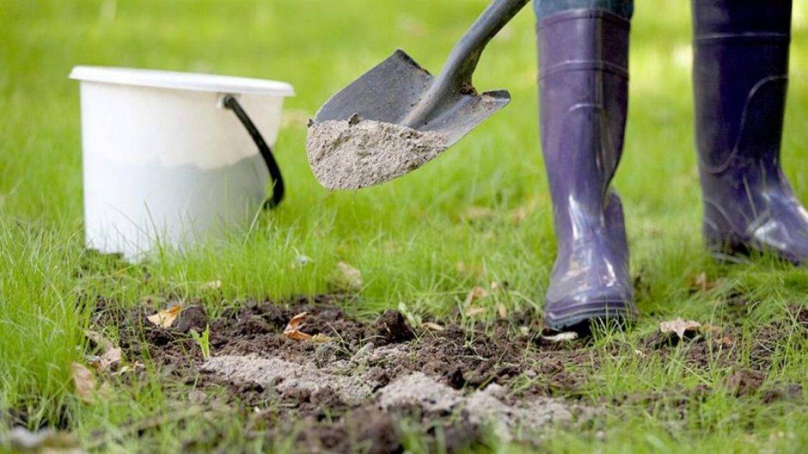 Древесная зола: свойства, польза, применение как удобрения и средства против болезней