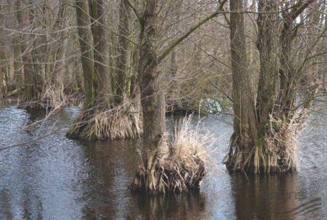 Ольха: фото дерева и листьев, описание, где растет