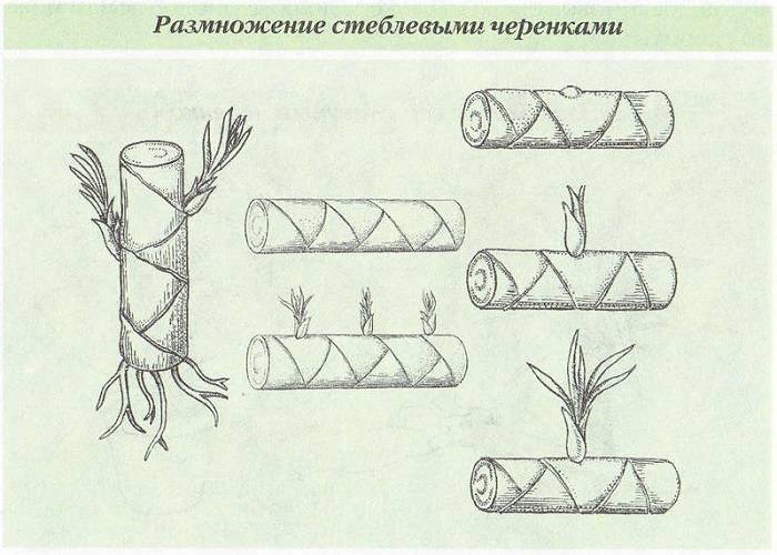 Как рассадить драцену в домашних условиях: все способы