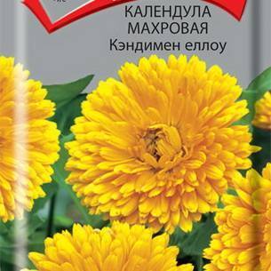 Календула: как выглядит, где растет, описание