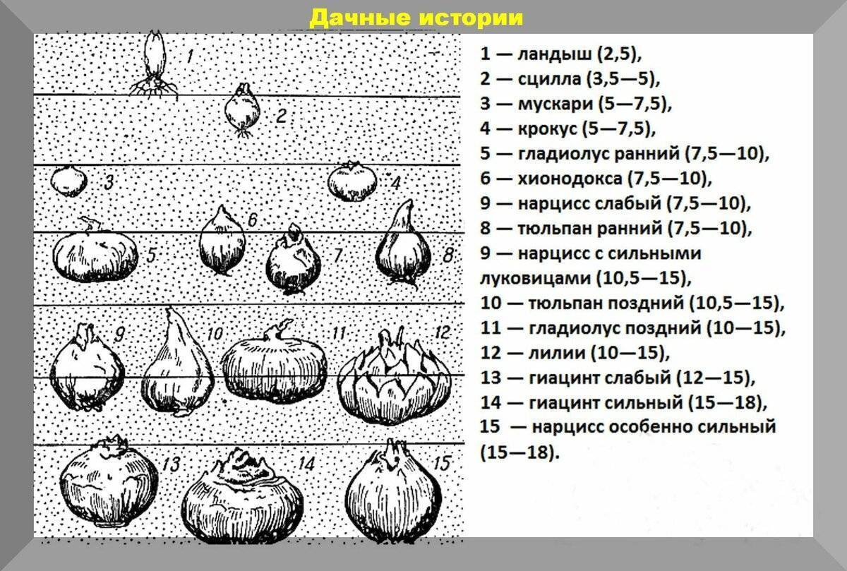 Нарциссы