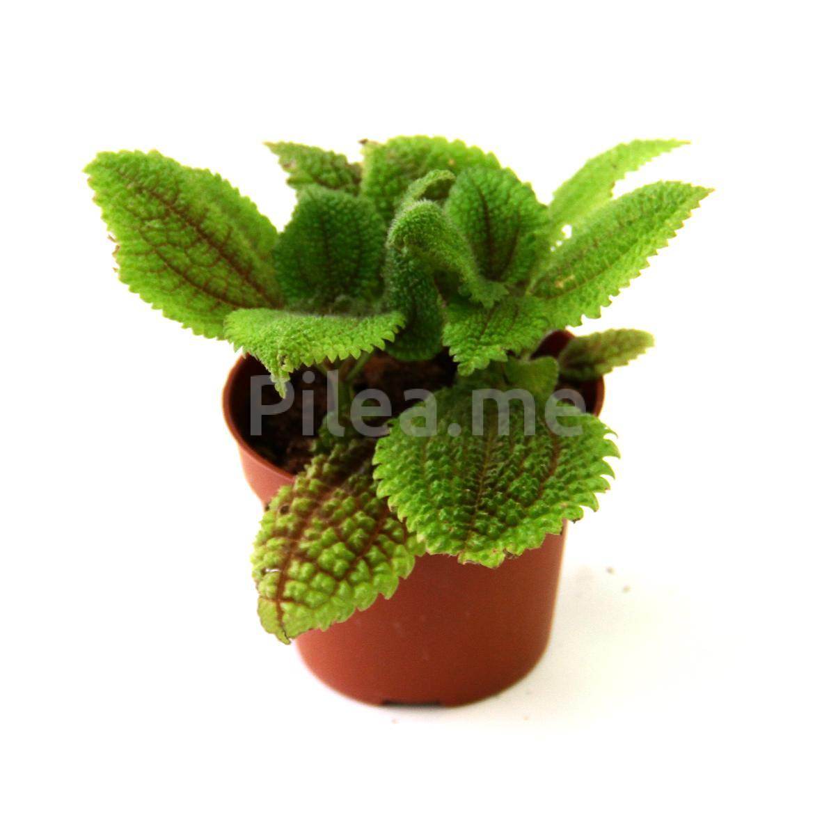 Красавица пилея: 16 видов с бархатистой листвой