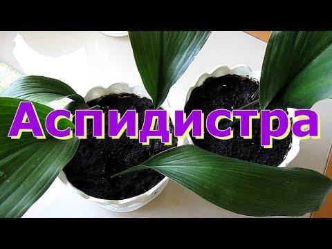 Аспидистра — выращивание и уход в домашних условиях, фото