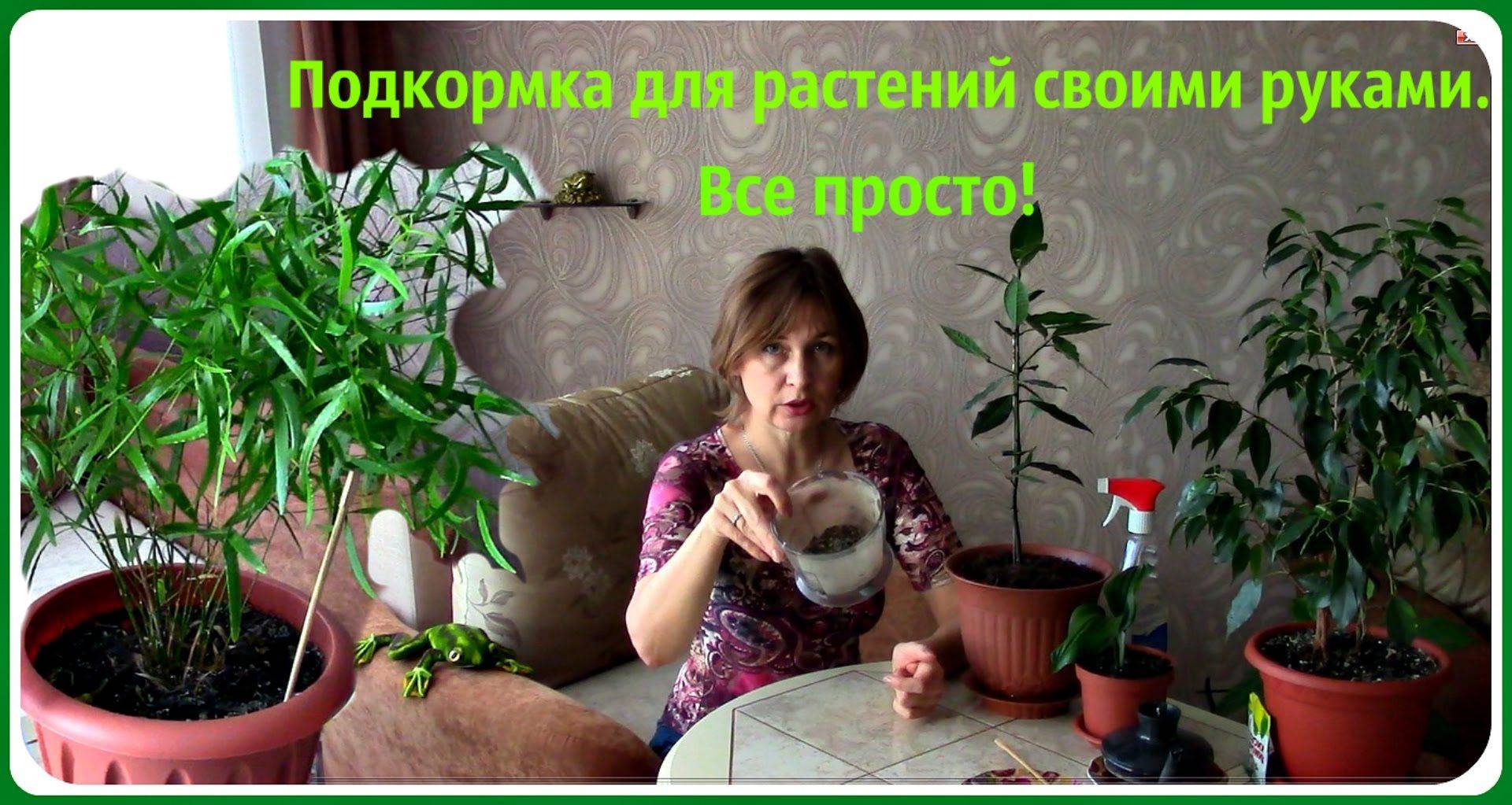 Гербера: уход в домашних условиях, и где размещать горшок с комнатным растением, как ухаживать после покупки, как размножать, какие проблемы при выращивании цветов?