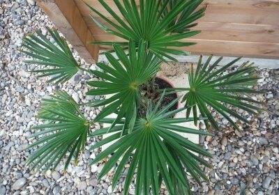 Замия (Zamia) – уход, фото, виды