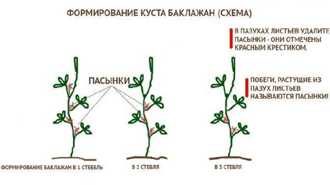Баклажаны: как формировать кусты, поливать и подкармливать