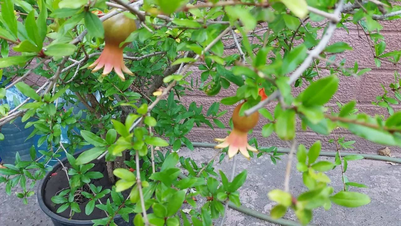 Комнатный гранат: посадка, уход в домашних условиях, выращивание