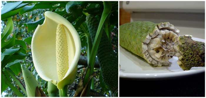 Монстера (Monstera) – уход, фото, виды