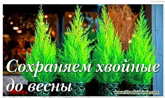 Хвойные растения для дома