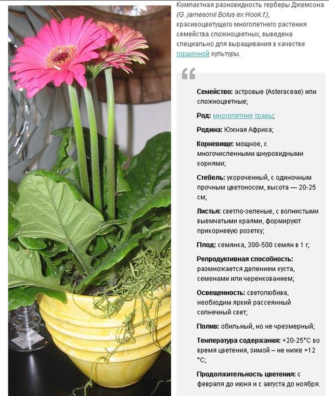 Гербера комнатная — уход в домашних условиях: грунт, пересадка, размножение. цветы герберы: посадка и уход в саду в открытом грунте, выращивание из семян