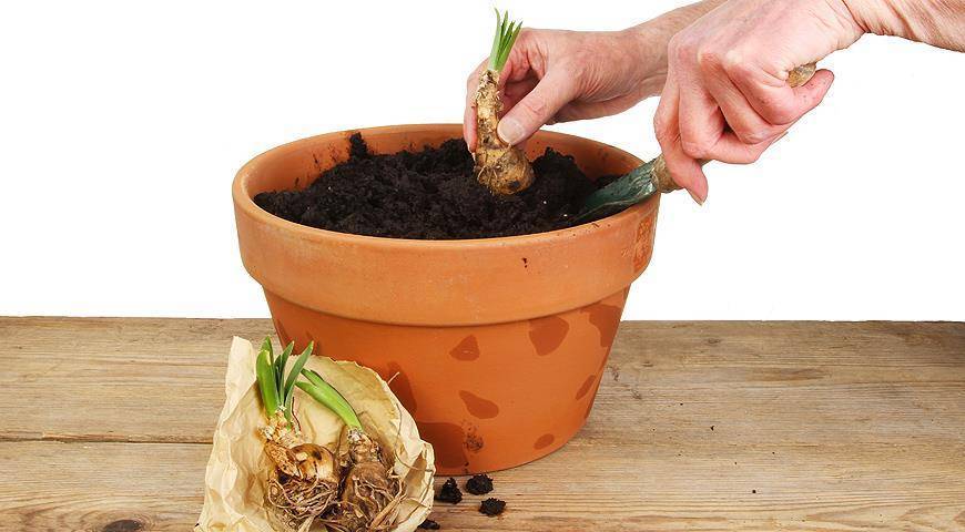 Нерине (Nerine) – уход, фото, виды