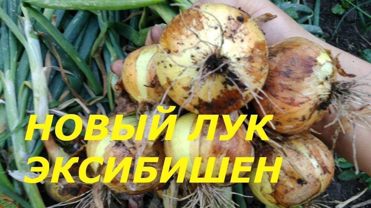 Выращивание лука через рассаду в 2021 году