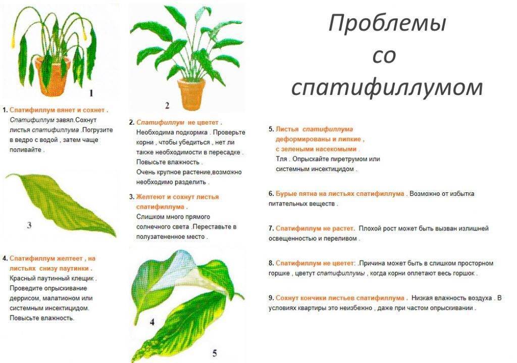 Спатифиллум — уход в домашних условиях и секреты как заставить цвести