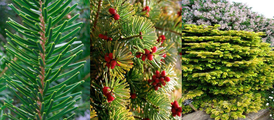 Пихта: выращивание, размножение, виды и сорта