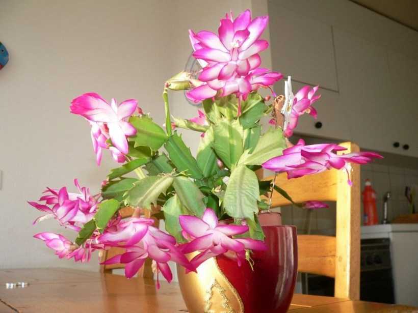 Цветок декабрист: фото, описание, уход