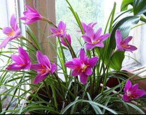 Зефирантес (Zephyranthes) – уход, фото, виды