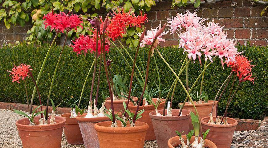 Нерине (Nerine) – уход, фото, виды