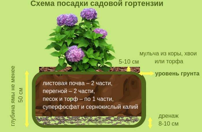 Гортензии метельчатые и древовидные: фото, виды, описание, разведение и особенности ухода