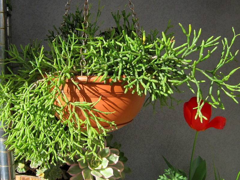 Ампельные цветы: описание, особенности выращивания и ухода, фото
