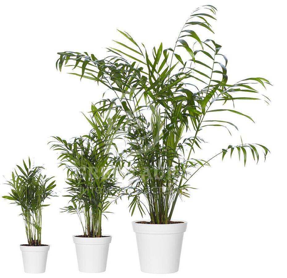 Хамедорея Элеганс: особенности ухода и 2 способа размножения