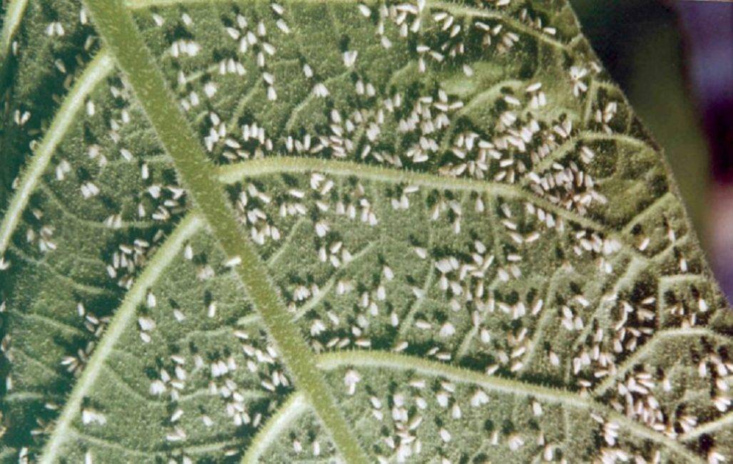 Стронгилодон — уход в домашних условиях, фото видов