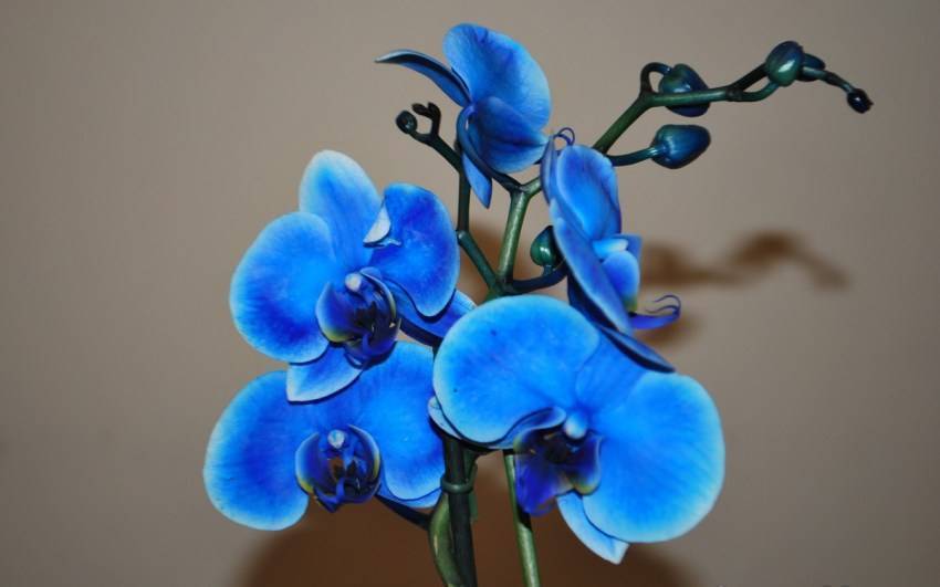 Синяя орхидея: фото, описание цветка, выращивание и правила ухода