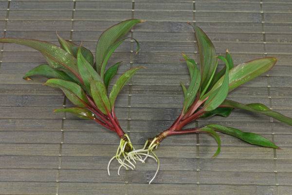 Кордилина (Cordyline) – уход, фото, виды